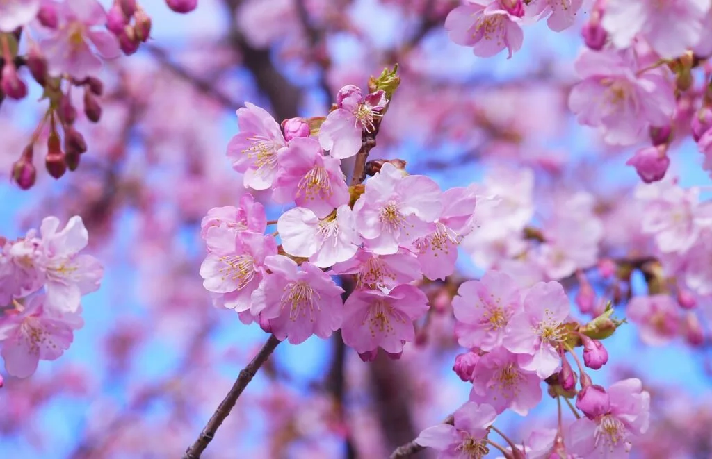 Soft pink cherry blossoms in full bloom against a blue sky