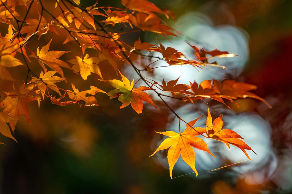 Bright red and gold Japanese maple leaves in autumn
