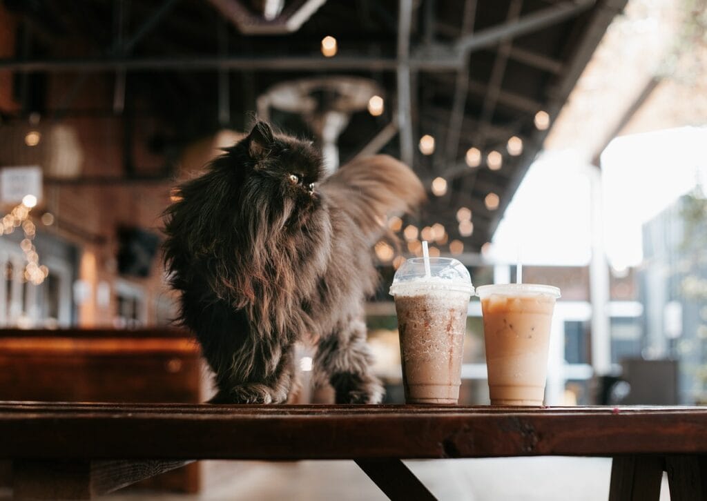 cat, iced coffee, cafe, persian cat, pet, black cat, animal, domestic cat, nature, purebred, feline, mammal, fluffy, furry, cute, adorable, restaurant, bokeh