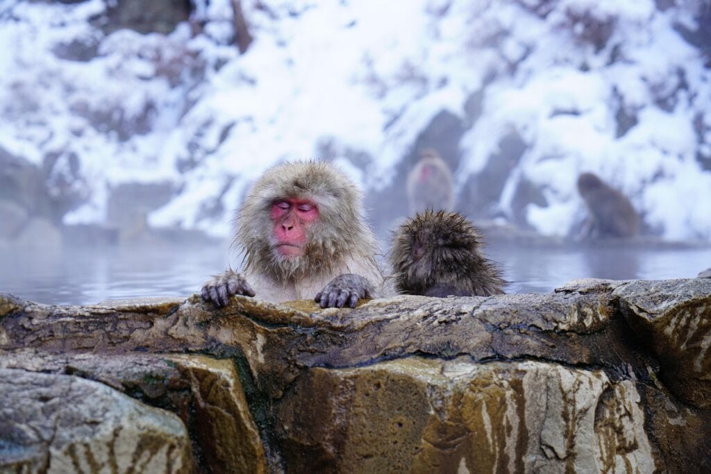 nagano, monkey, onsen, japan, nagano, nagano, nagano, onsen, onsen, onsen, onsen, onsen