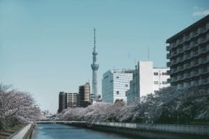 Beautiful view of Tokyo Skytree with cherry blossoms and city buildings along a river in Tokyo, Japan.