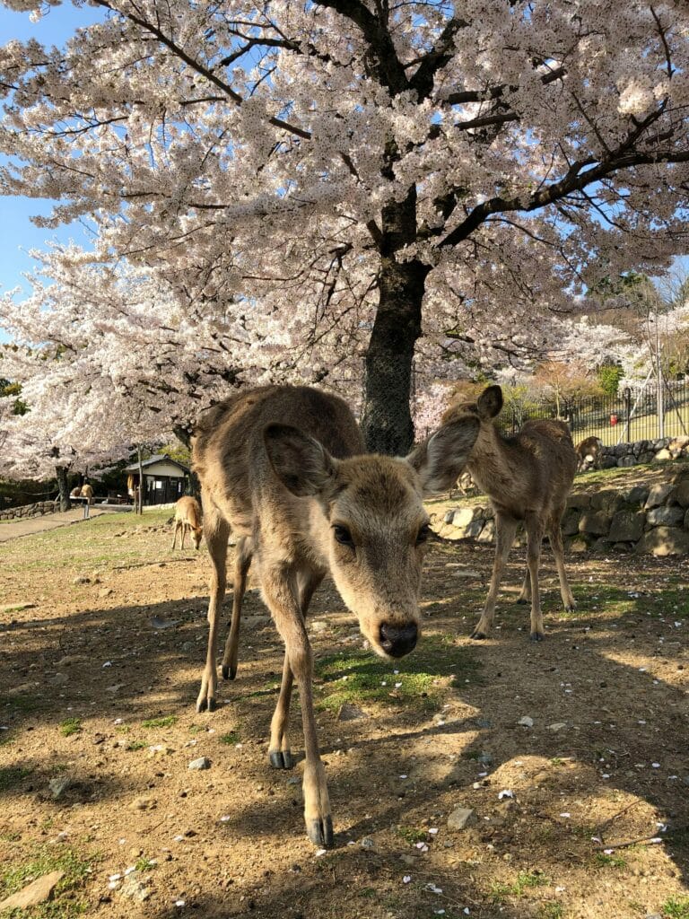 Peaceful deer grazing beneath cherry blossoms in Nara Park, Japan on a sunny day.