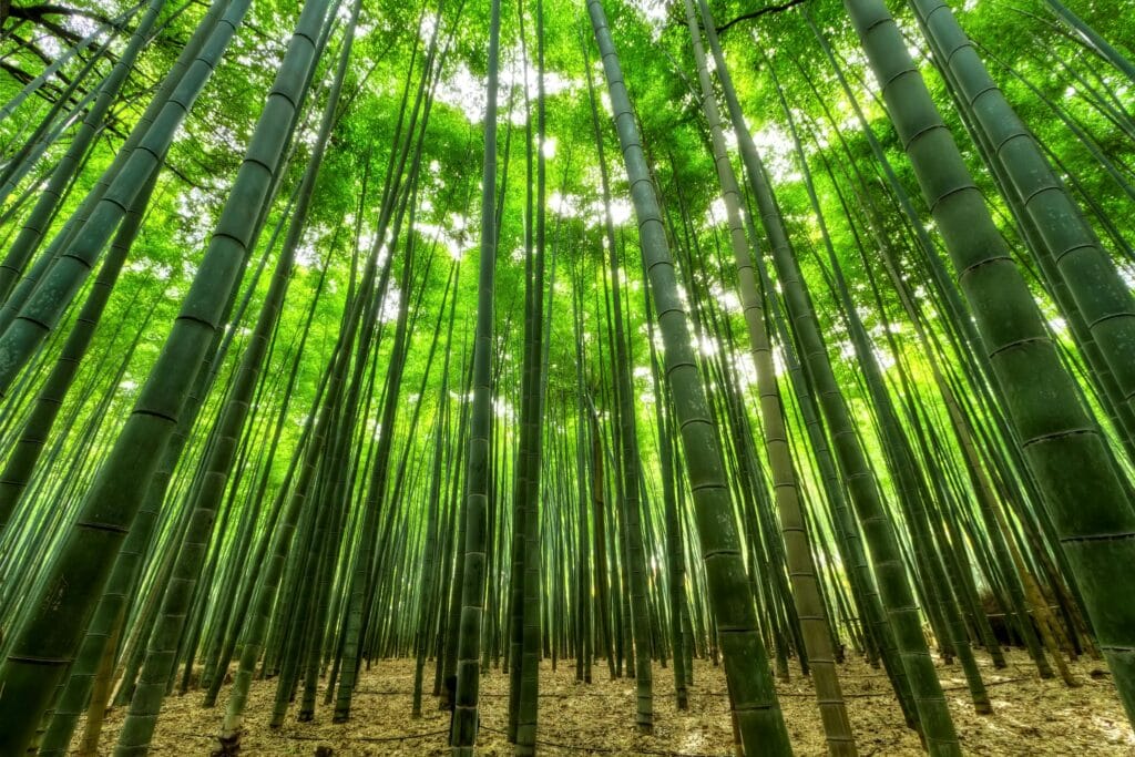 A tranquil view of a bamboo forest with sunlight filtering through the leaves, creating a serene atmosphere.