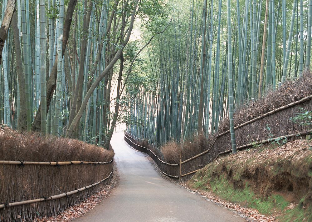 arashiyama bamboo grove