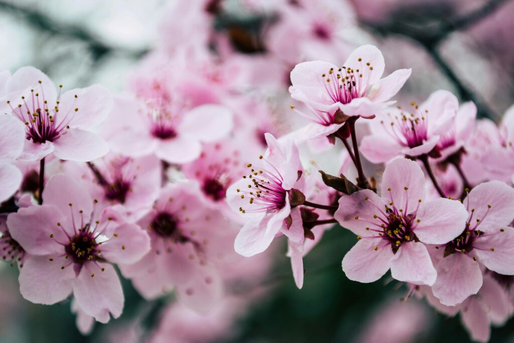 Cherry Blossom in Okinawa: Early Sakura Blooming Guide Vibrant close-up of pink cherry blossoms capturing spring