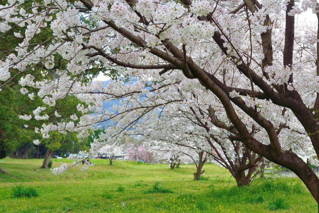 Fukuoka in Summer: Beaches, Festivals & Street Food Tranquil view of cherry blossom trees in full bloom set in a green Fukuoka park during spring.
